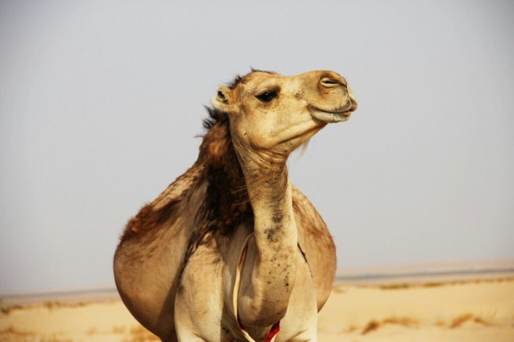 Prix des chameaux : coût, marché et records de vente 🐪🔥 Prix des chameaux : coût, marché et records de vente 🐪🔥